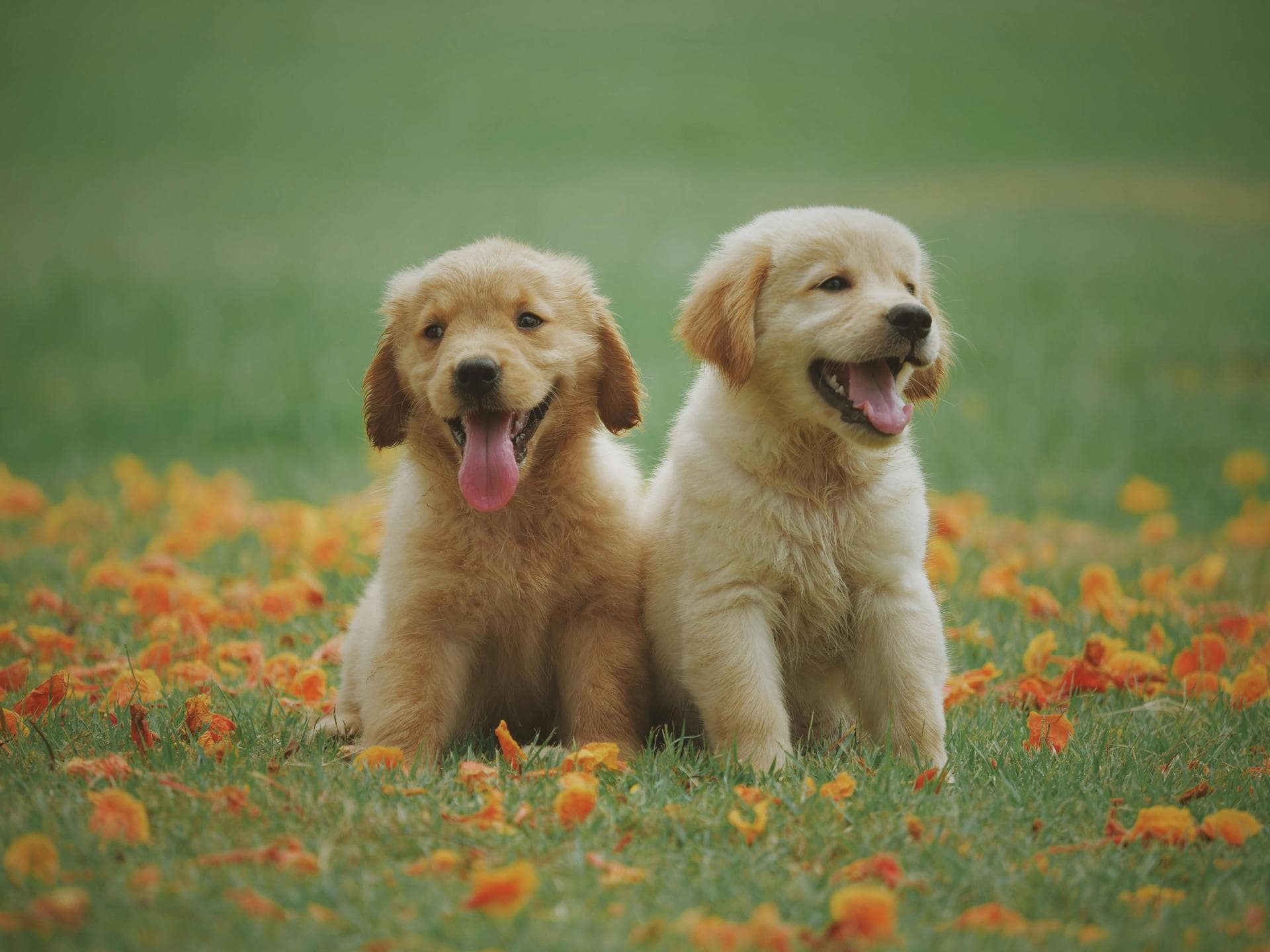 Dog & Cat Vets in Telford
