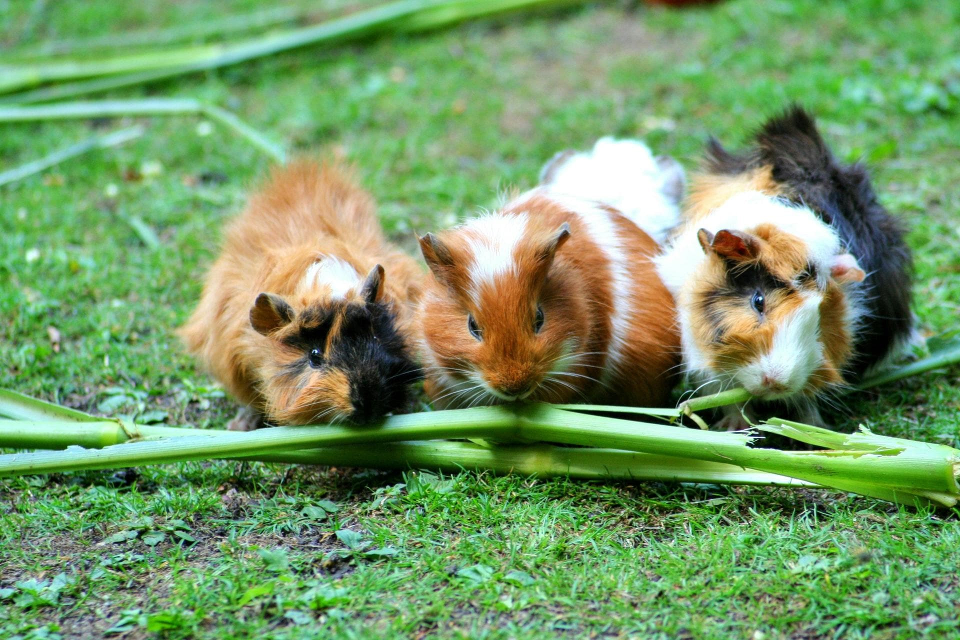 Farm & Large-Animal Vets near Telford