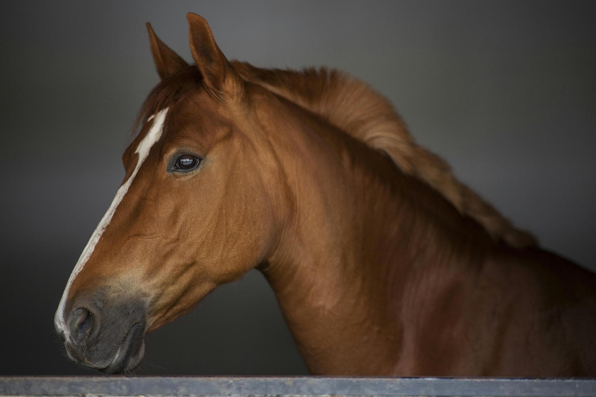 Farm & Large-Animal Vets near Telford