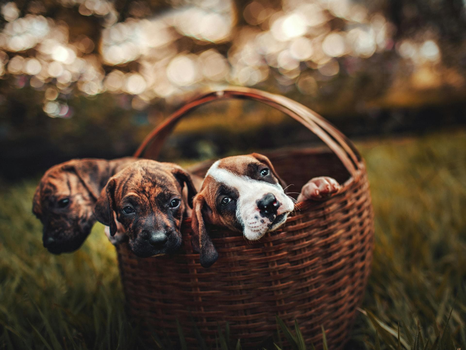 Cat Kitten Vaccinations Feline Leukaemia Prices in Telford