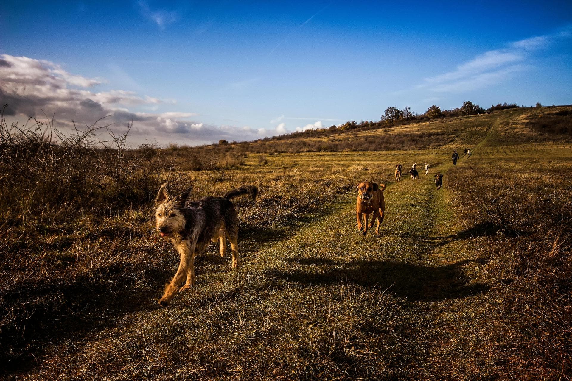 Dog Puppy Vaccinations Kennel Cough Prices in Telford